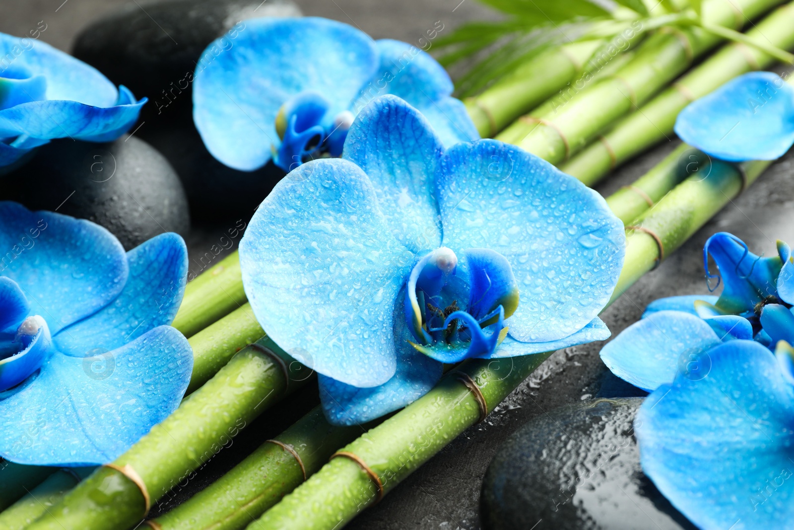 Beautiful blue orchid flowers, bamboo stems and spa stones on wet surface, closeup Photo of Beautiful blue orchid flowers, bamboo stems and spa stones on wet surface, closeup