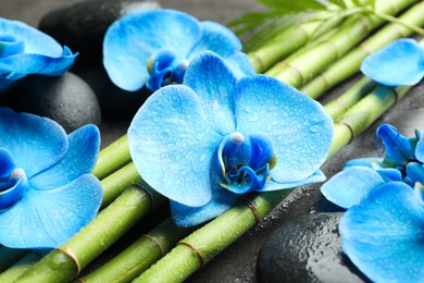 Photo of Beautiful blue orchid flowers, bamboo stems and spa stones on wet surface, closeup