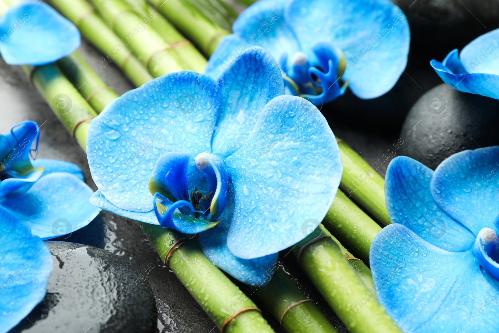 Beautiful blue orchid flowers, bamboo stems and spa stones on wet surface, closeup Photo of Beautiful blue orchid flowers, bamboo stems and spa stones on wet surface, closeup