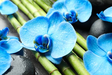 Photo of Beautiful blue orchid flowers, bamboo stems and spa stones on wet surface, closeup
