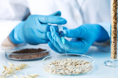 Photo of GMO concept. Scientist injecting something into oat grains at white table in laboratory, closeup