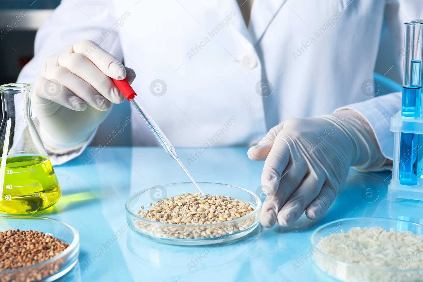 Photo of GMO concept. Scientist dripping something onto wheat grains at table in laboratory, closeup