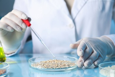 Photo of GMO concept. Scientist dripping something onto wheat grains at table in laboratory, closeup