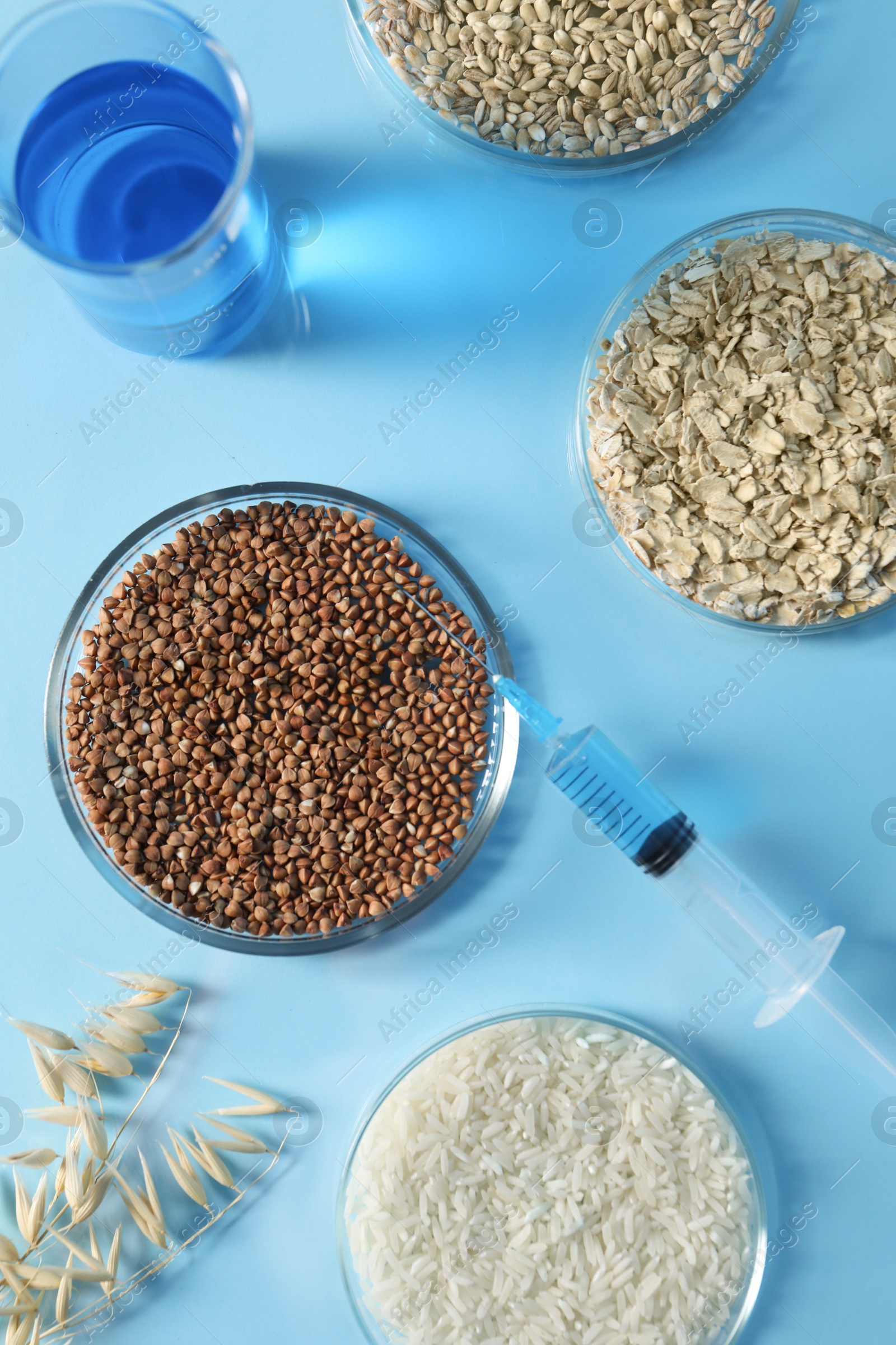 Photo of GMO concept. Petri dishes with cereal grains, syringe and beaker on table background, flat lay