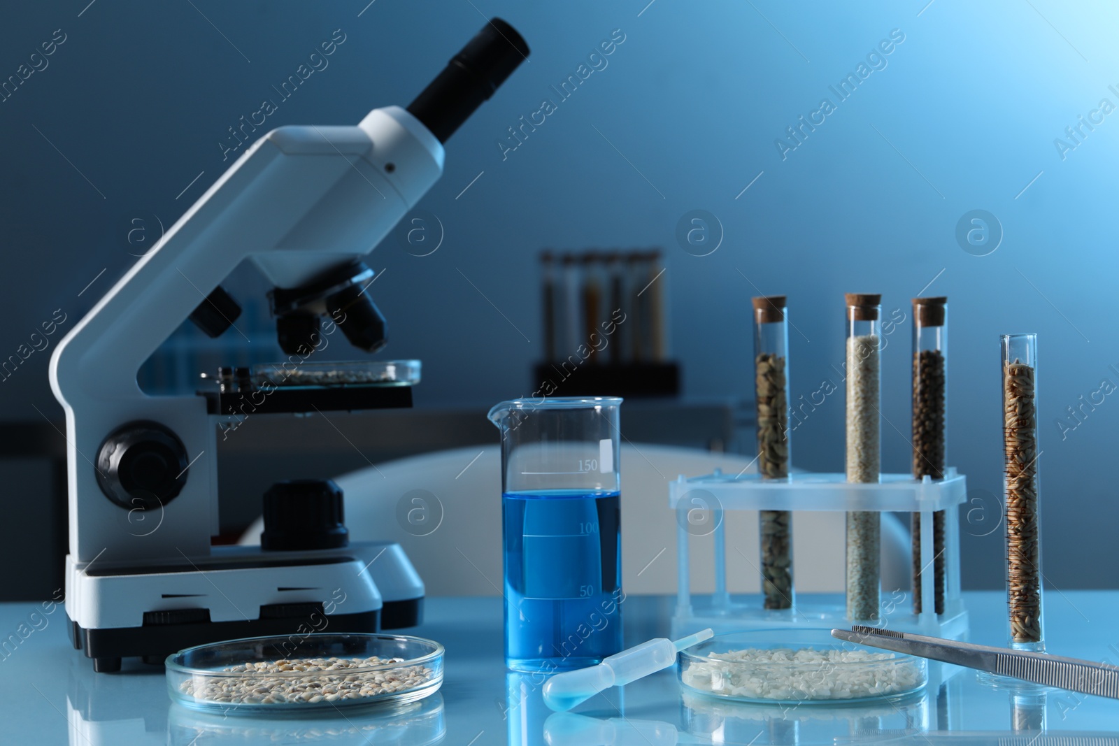 Photo of GMO concept. Petri dishes with cereal grains, test tubes, beaker and microscope on table in laboratory