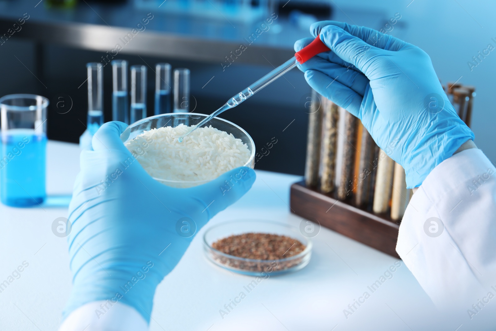 Photo of GMO concept. Scientist dripping something onto rice grains at table in laboratory, closeup