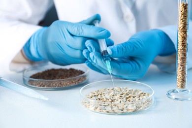 Photo of GMO concept. Scientist injecting something into oat grains at white table in laboratory, closeup