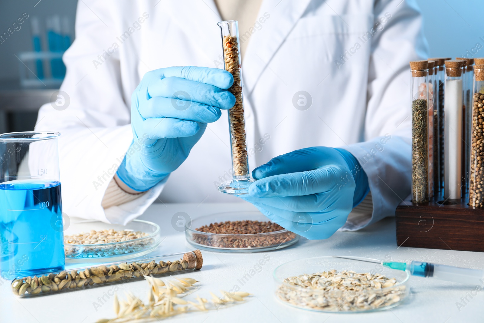 Photo of GMO concept. Scientist holding test tube with cereal grains at table in laboratory, closeup