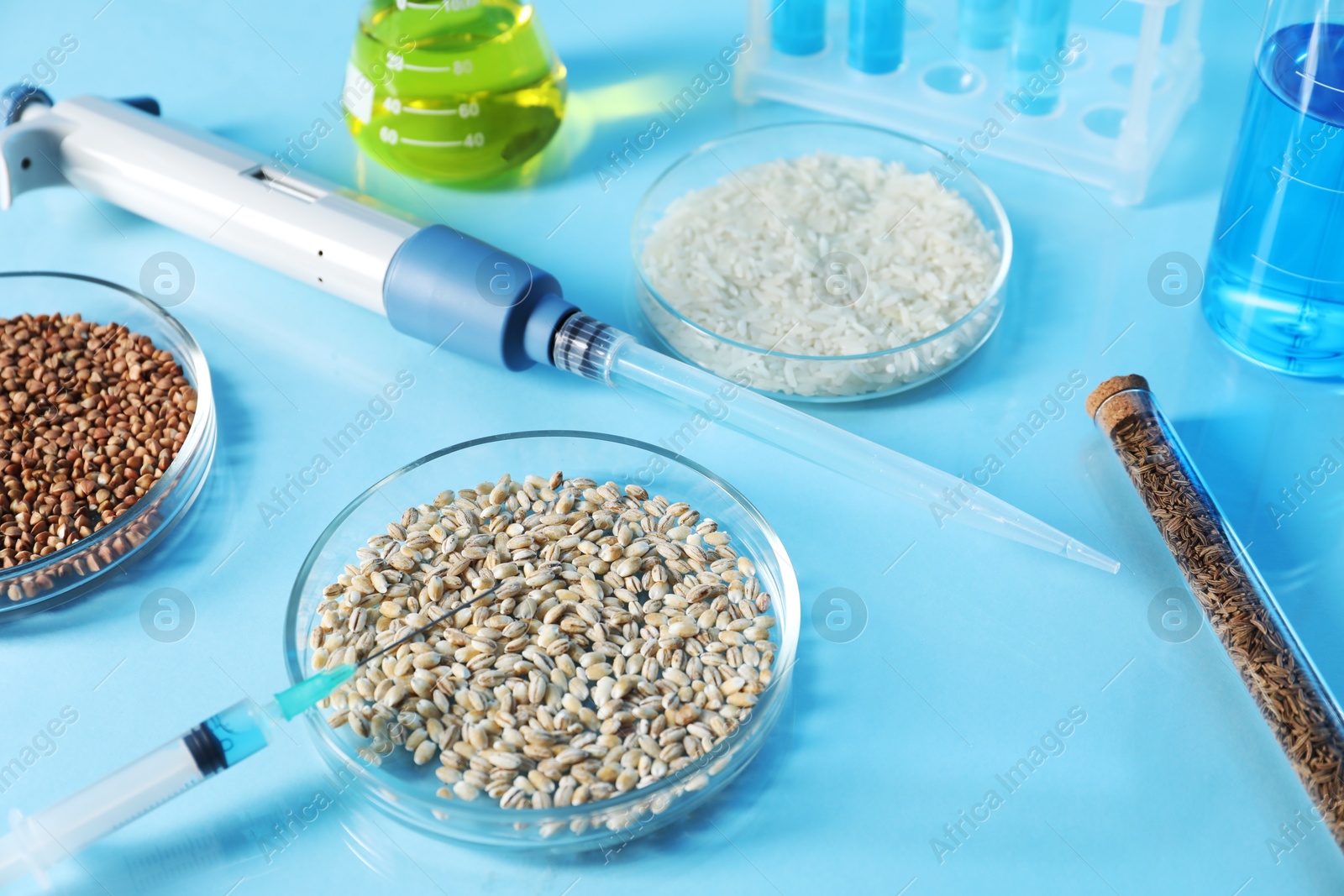 Photo of GMO concept. Petri dishes with cereal grains, syringe, micropipette and laboratory glassware on table, closeup