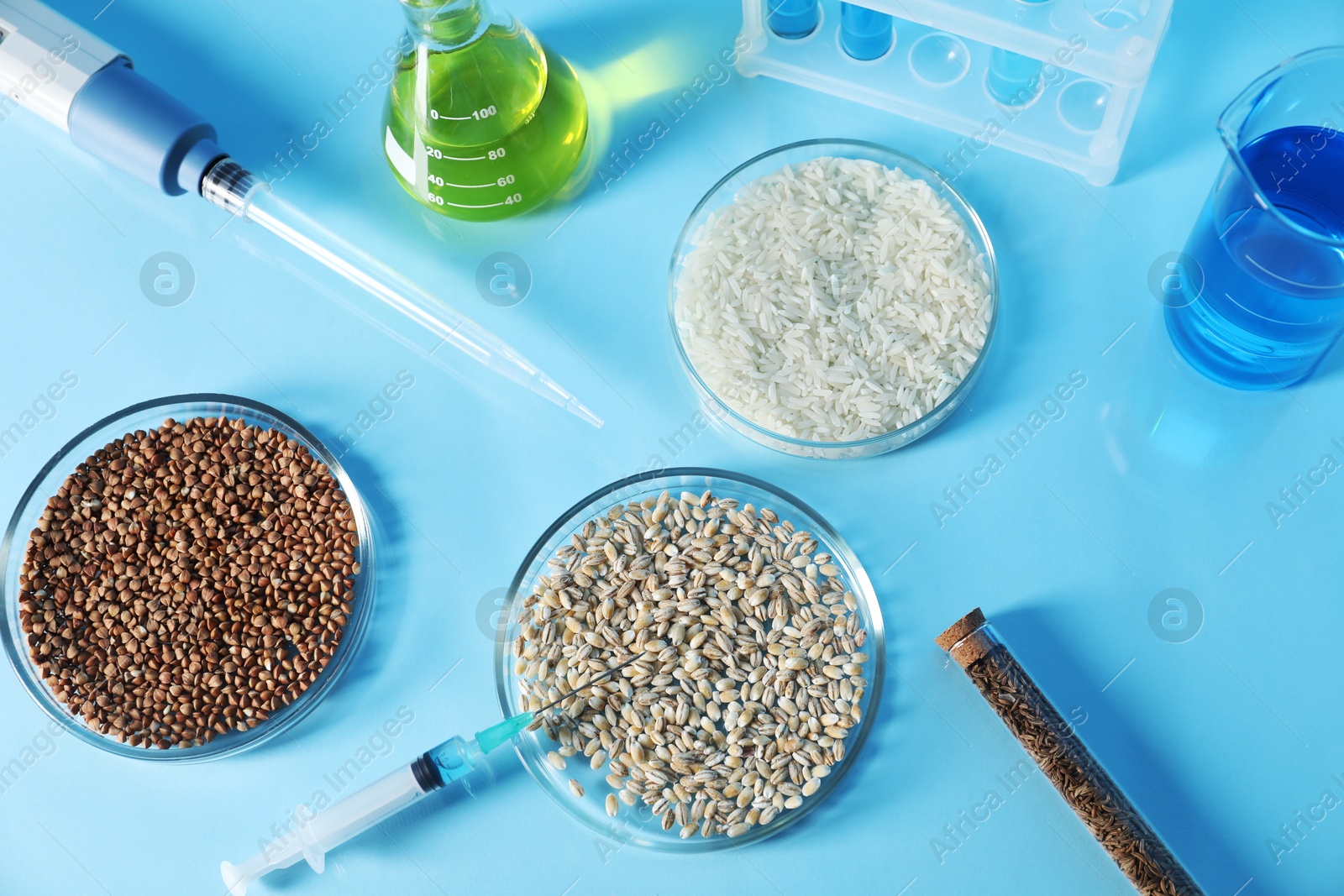 Photo of GMO concept. Petri dishes with cereal grains, syringe, micropipette and laboratory glassware on table, above view