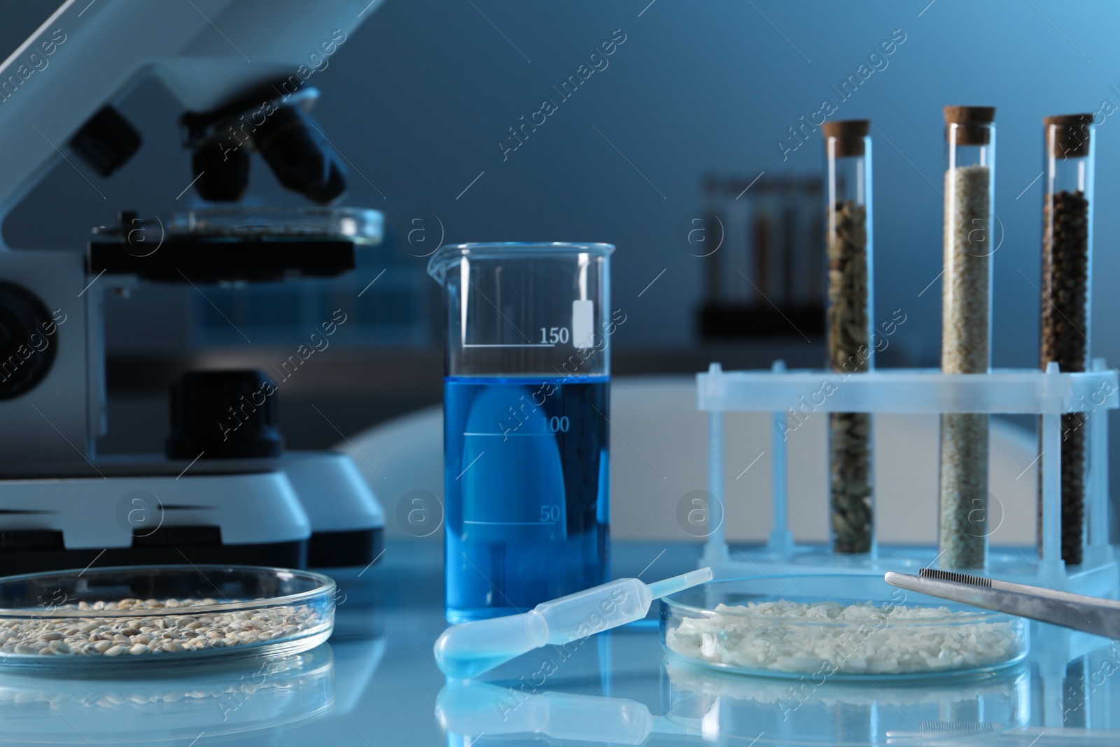 Photo of GMO concept. Petri dishes with cereal grains, test tubes, beaker and microscope on table in laboratory