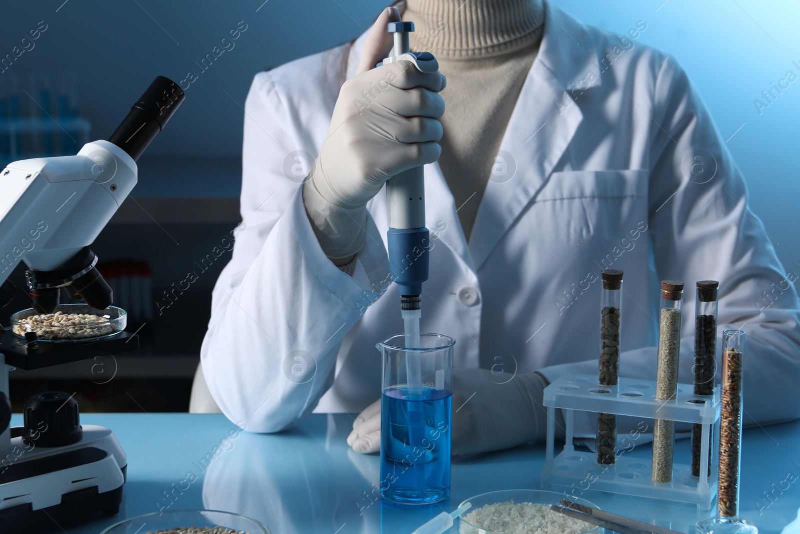 Photo of GMO concept. Scientist dripping sample into beaker at table with test tubes of cereal grains in laboratory, closeup