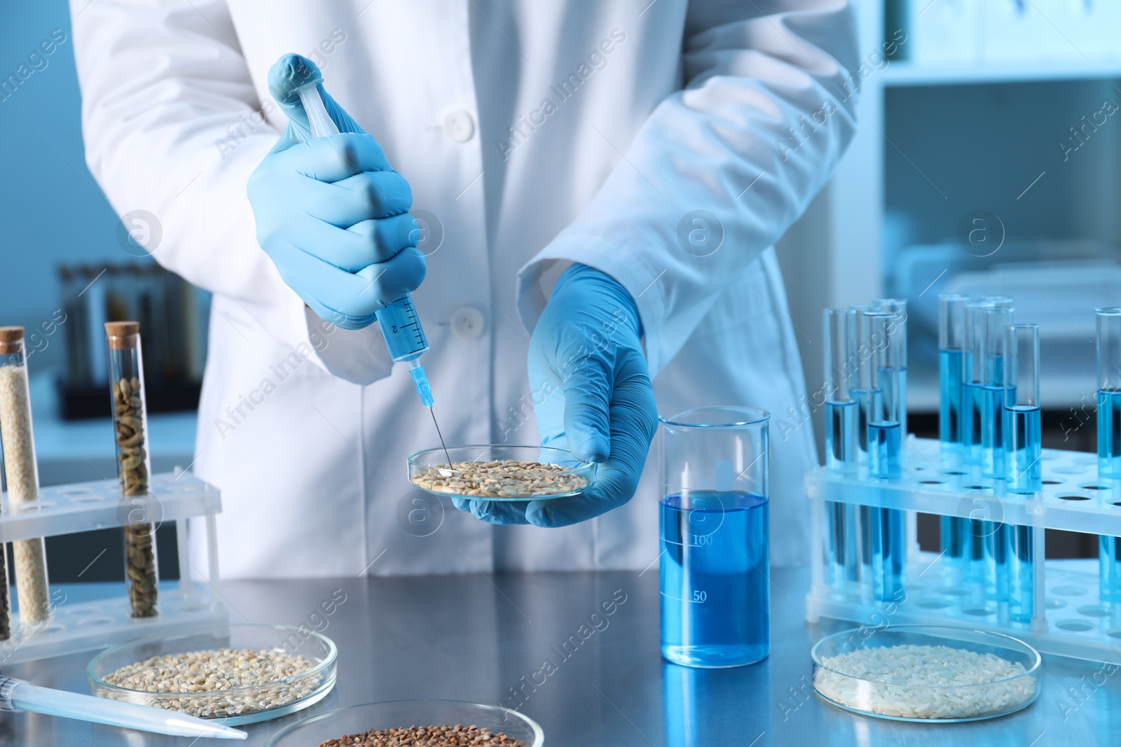 Photo of GMO concept. Scientist injecting something into wheat grains at table in laboratory, closeup