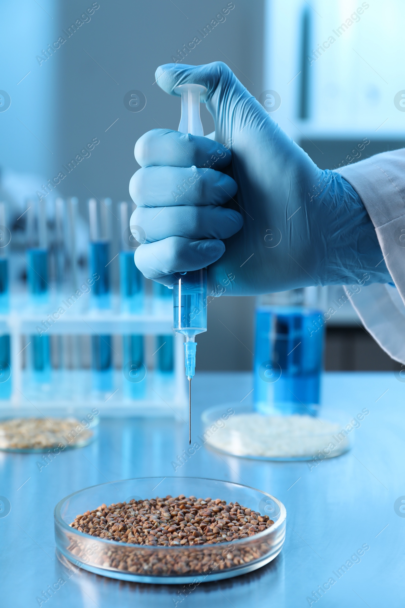 Photo of GMO concept. Scientist injecting something into buckwheat grains at table in laboratory, closeup