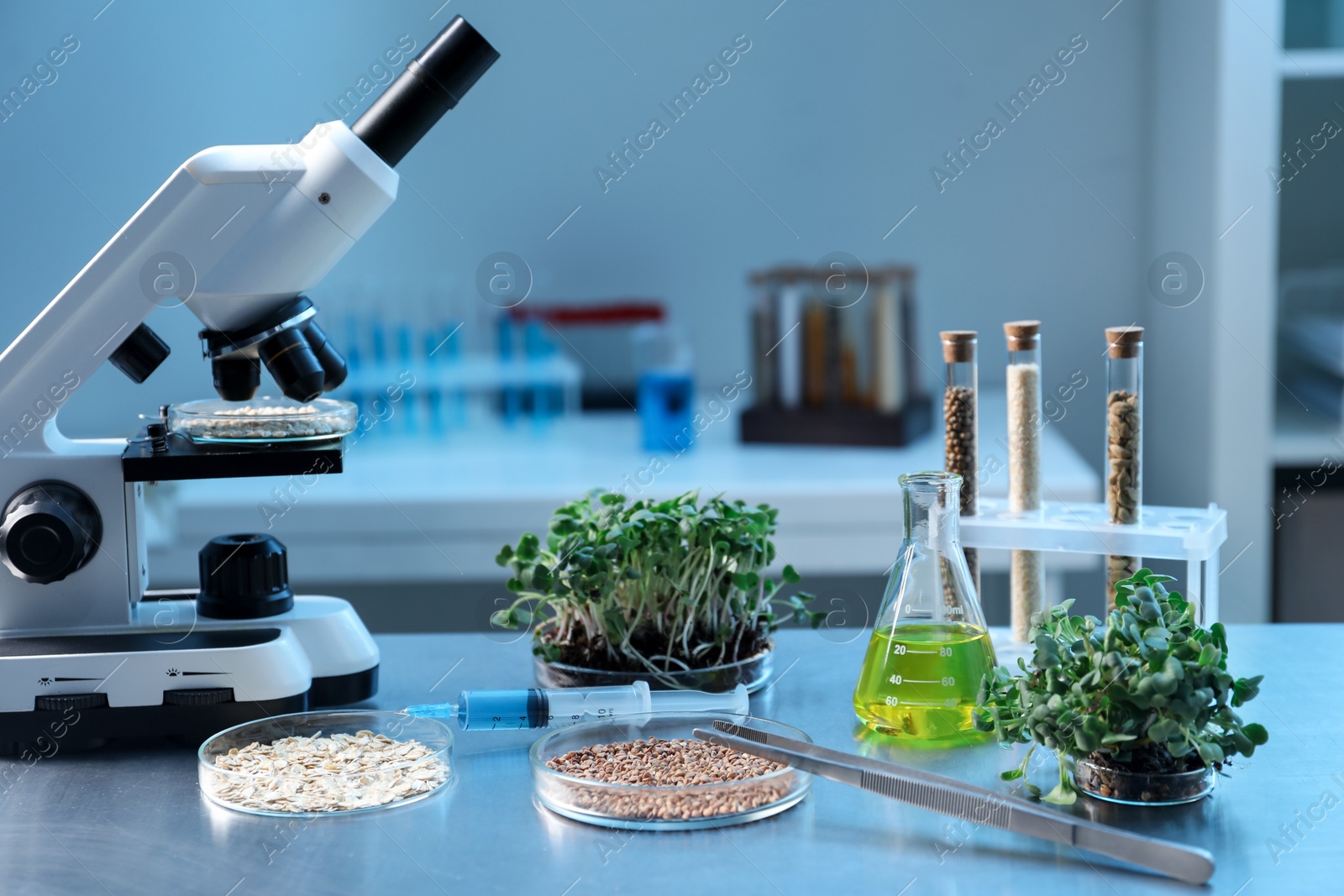 Photo of GMO concept. Petri dishes with buckwheat, oats, microgreens and equipment on table in laboratory