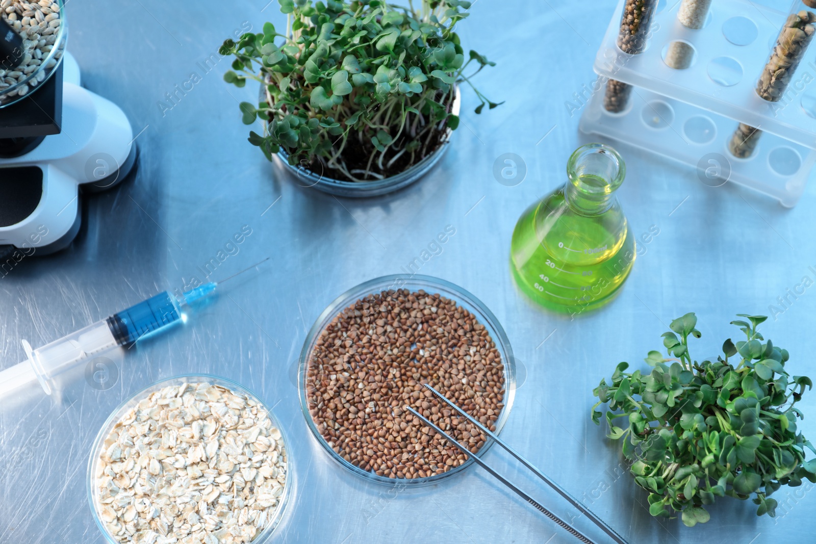 Photo of GMO concept. Petri dishes with buckwheat, oats, microgreens and equipment on table in laboratory