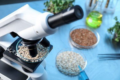 Photo of GMO concept. Petri dish with wheat grains under microscope on table in laboratory, closeup