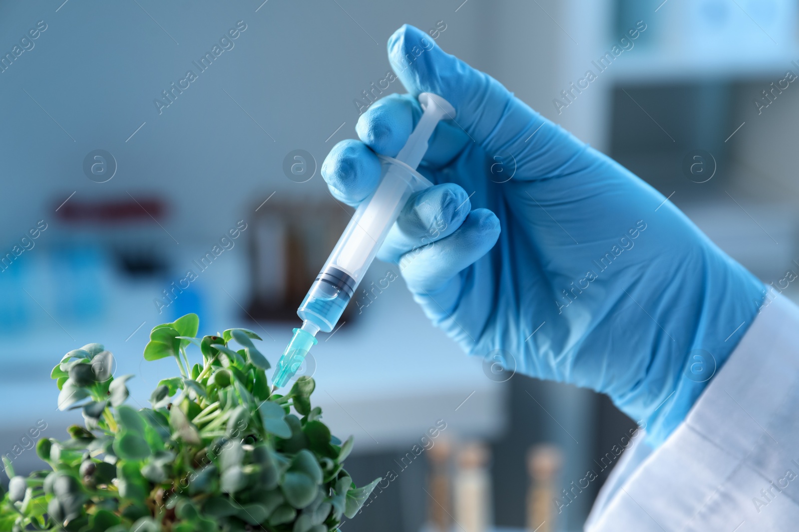 Photo of GMO concept. Scientist injecting liquid into microgreens in laboratory, closeup