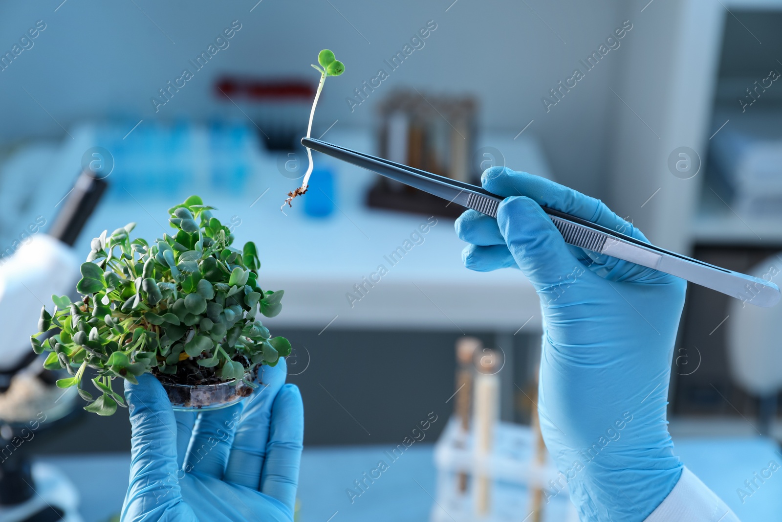 Photo of GMO concept. Scientist taking microgreen sprout with tweezers in laboratory, closeup