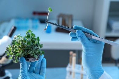 Photo of GMO concept. Scientist taking microgreen sprout with tweezers in laboratory, closeup