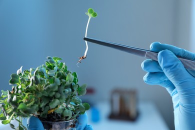 Photo of GMO concept. Scientist taking microgreen sprout with tweezers in laboratory, closeup