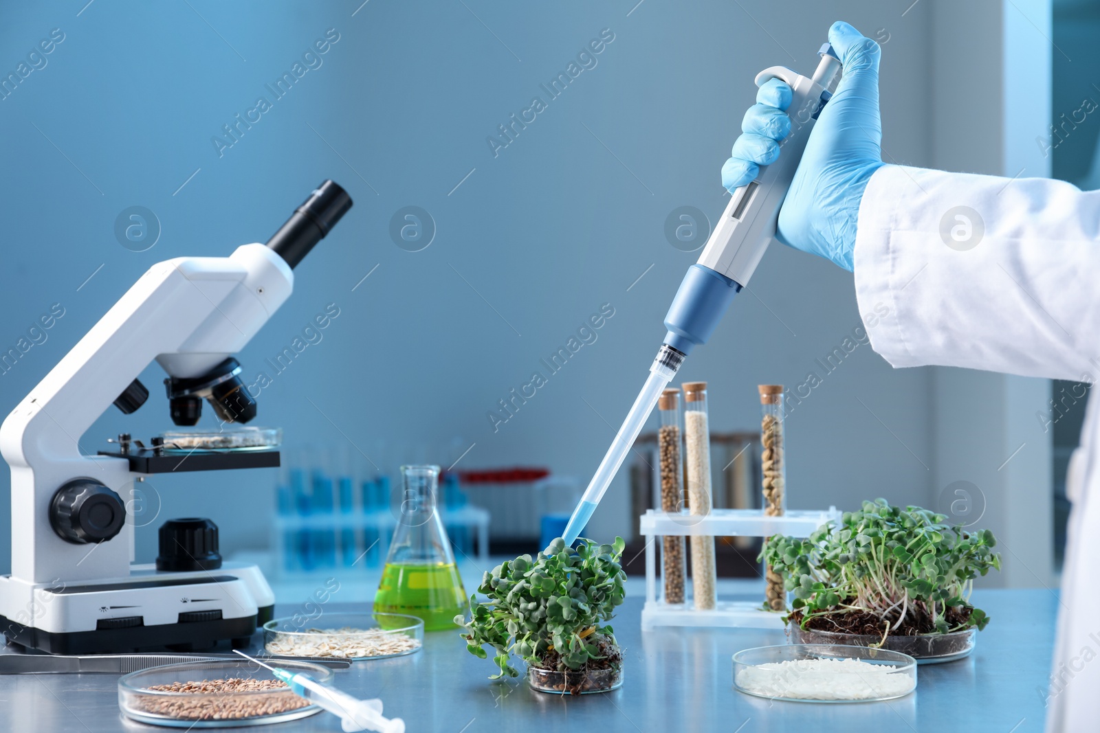 Photo of GMO concept. Scientist injecting liquid into microgreens at table in laboratory, closeup