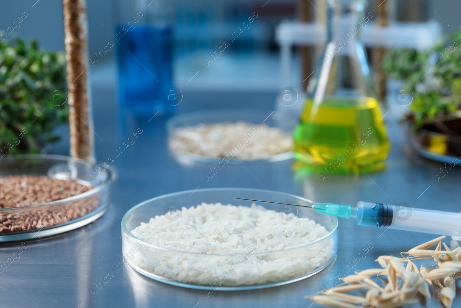 Photo of GMO concept. Different raw grains in Petri dishes, microgreens, syringe and other equipment on table in laboratory, closeup