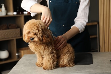 Photo of Groomer cutting cute dog's hair in salon, closeup