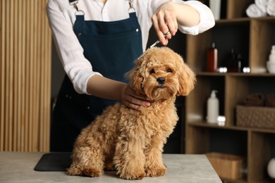 Photo of Groomer cutting cute dog's hair in salon, closeup