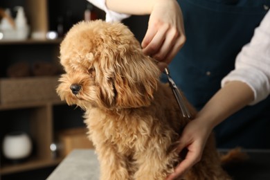 Photo of Groomer cutting cute dog's hair in salon, closeup