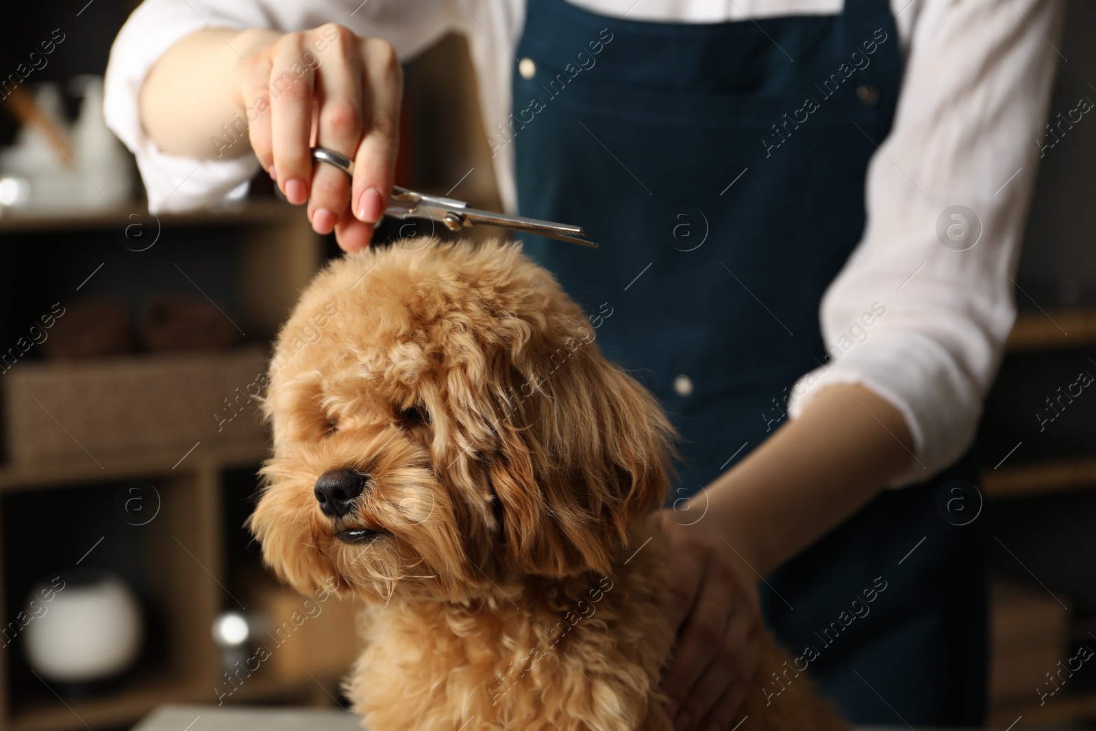 Photo of Groomer cutting cute dog's hair in salon, closeup