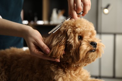 Photo of Groomer cutting cute dog's hair in salon, closeup