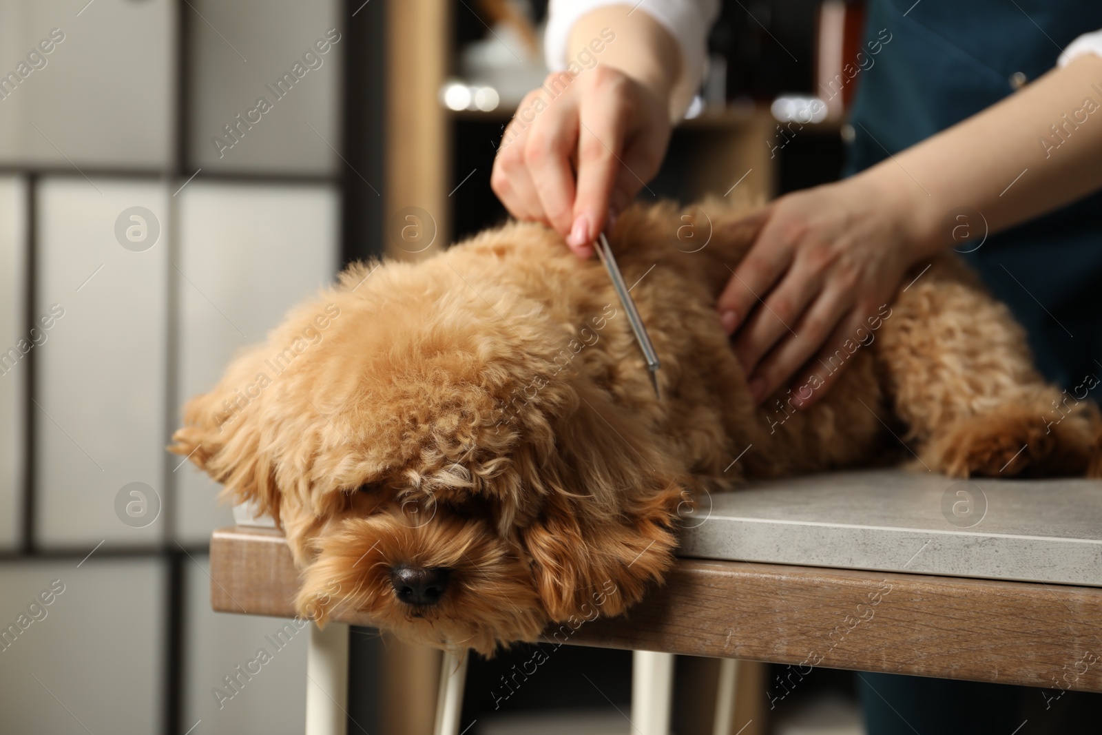 Photo of Groomer combing cute dog's hair in salon, closeup