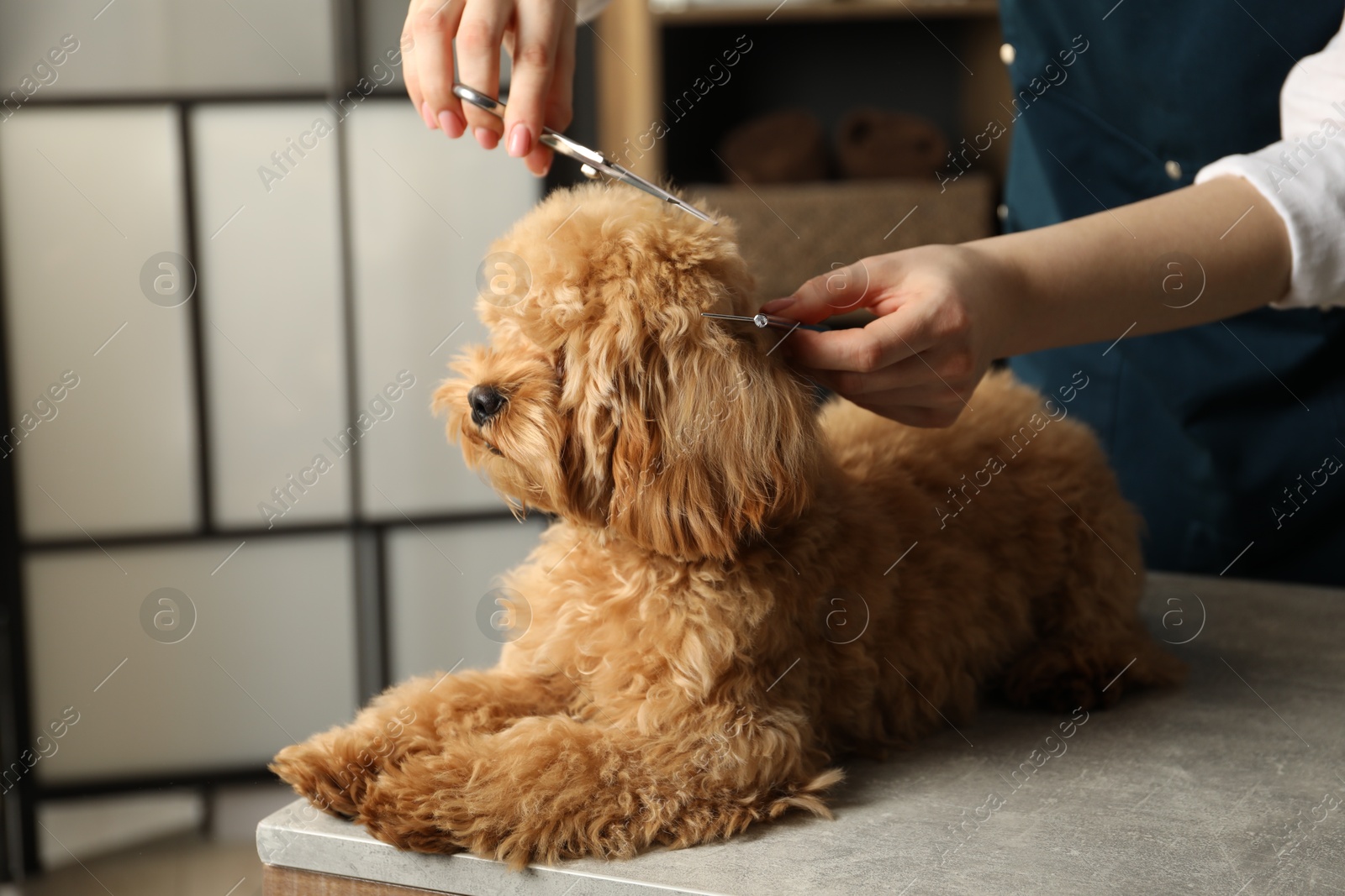 Photo of Groomer cutting cute dog's hair in salon, closeup