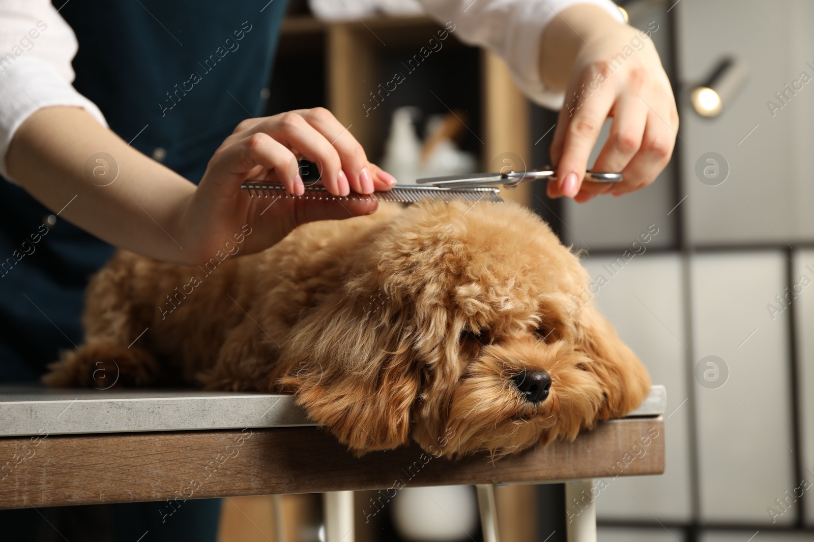 Photo of Groomer cutting cute dog's hair in salon, closeup