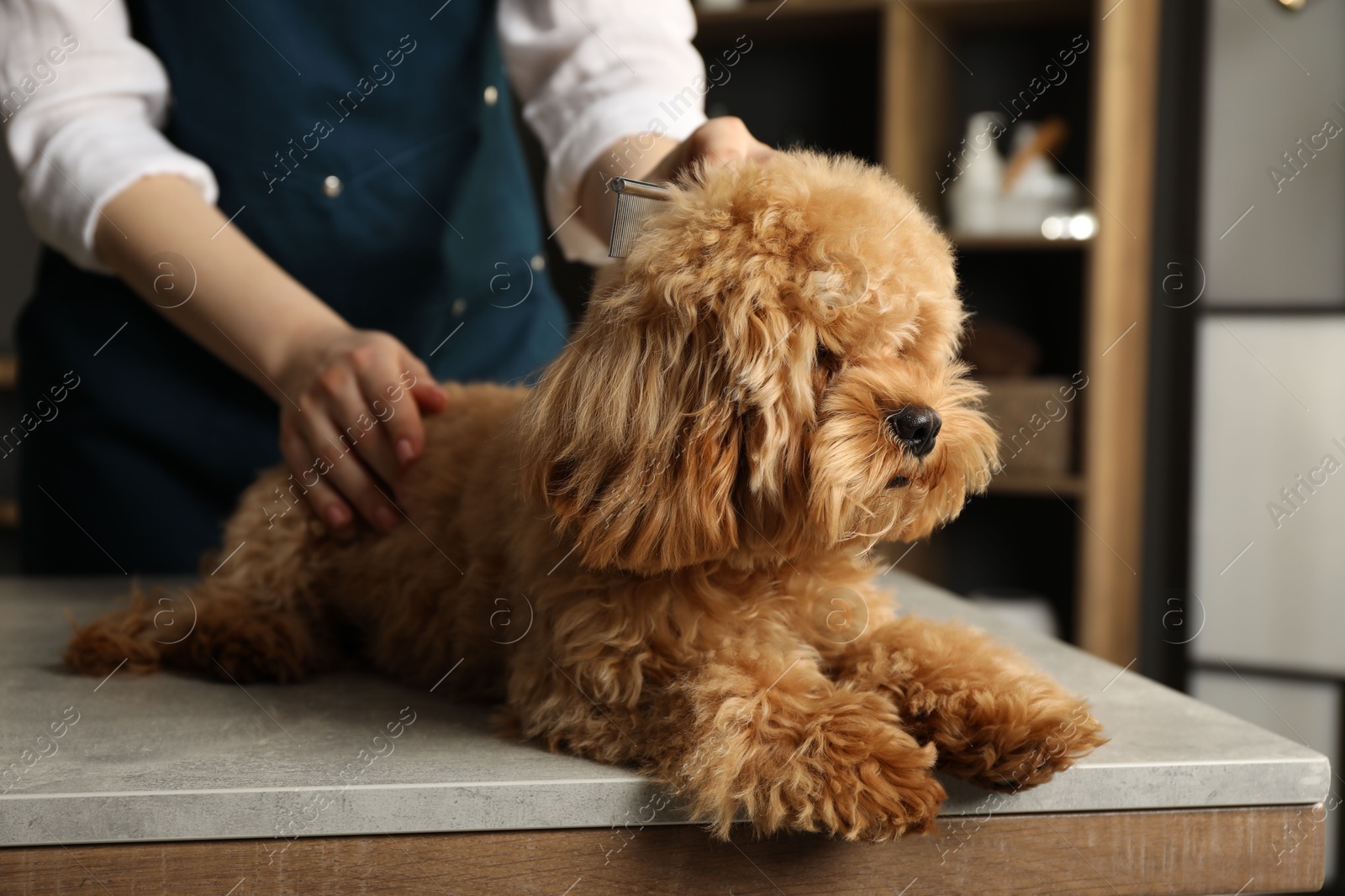 Photo of Groomer combing cute dog's hair in salon, closeup