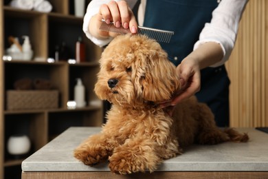 Photo of Groomer combing cute dog's hair in salon, closeup