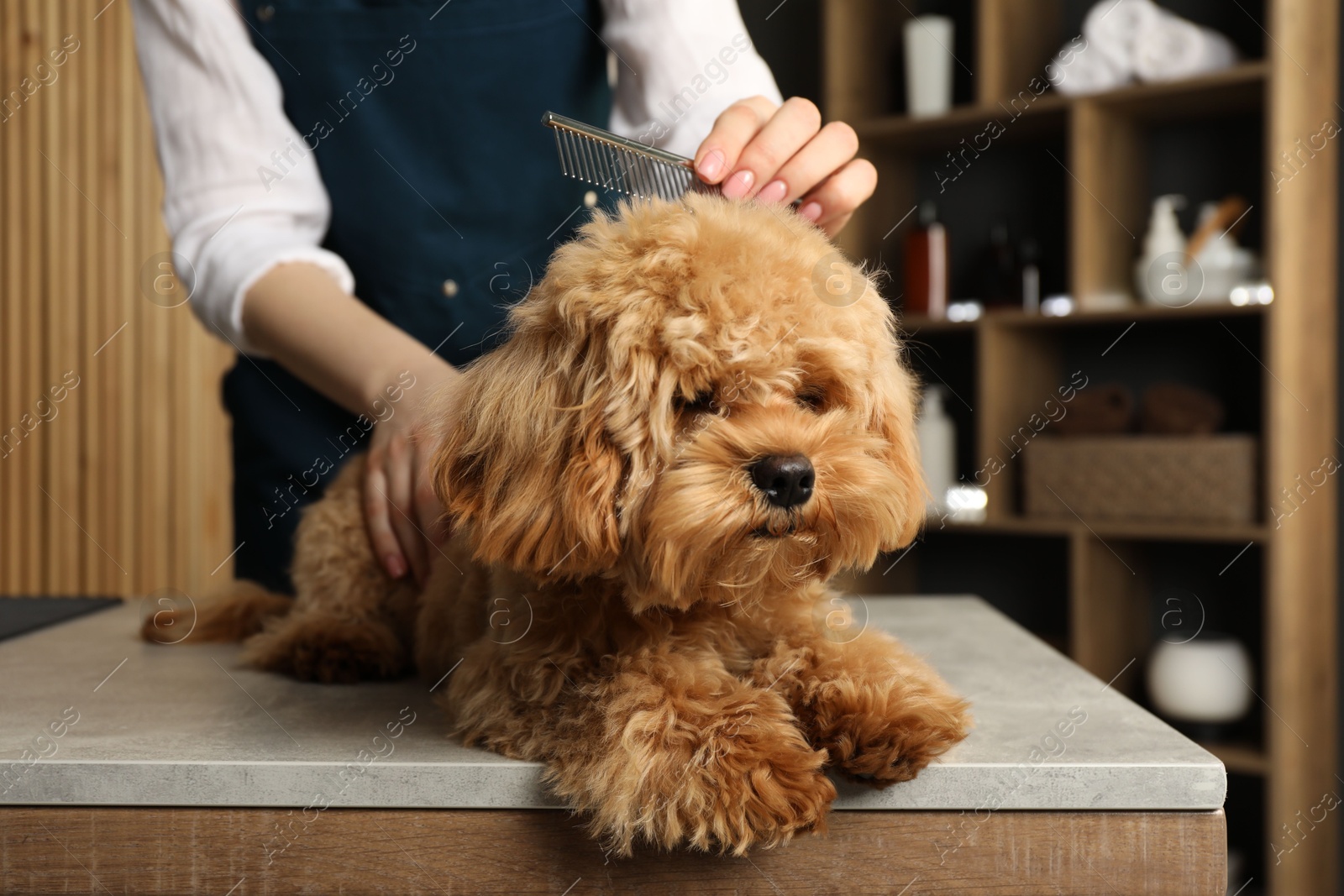 Photo of Groomer combing cute dog's hair in salon, closeup