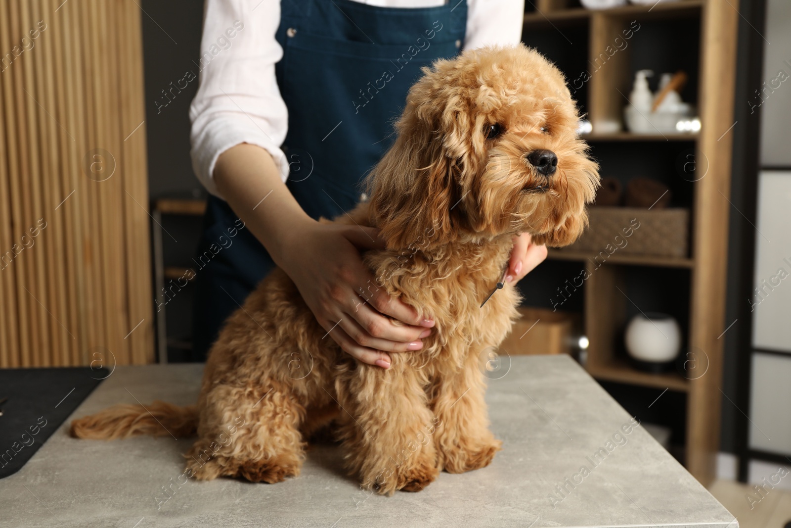 Photo of Groomer and cute fluffy dog in salon, closeup