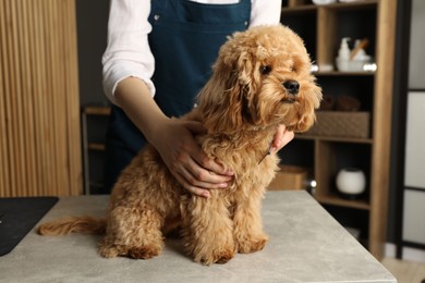 Photo of Groomer and cute fluffy dog in salon, closeup