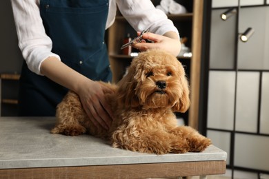 Photo of Groomer cutting cute dog's hair in salon, closeup