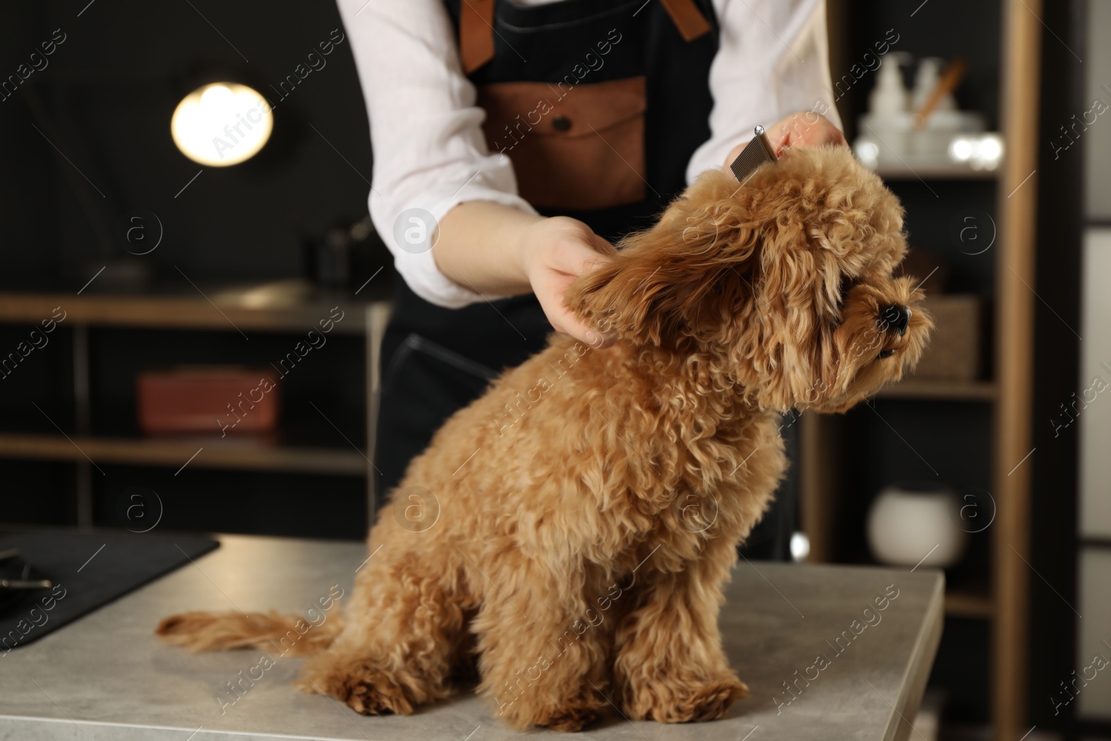 Photo of Groomer combing cute dog's hair in salon, closeup