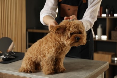 Photo of Groomer combing cute dog's hair in salon, closeup