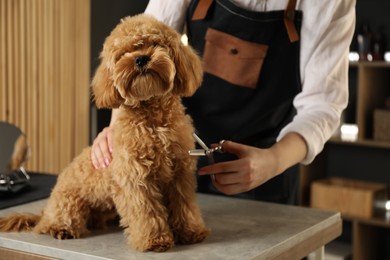 Photo of Groomer cutting cute dog's hair in salon, closeup