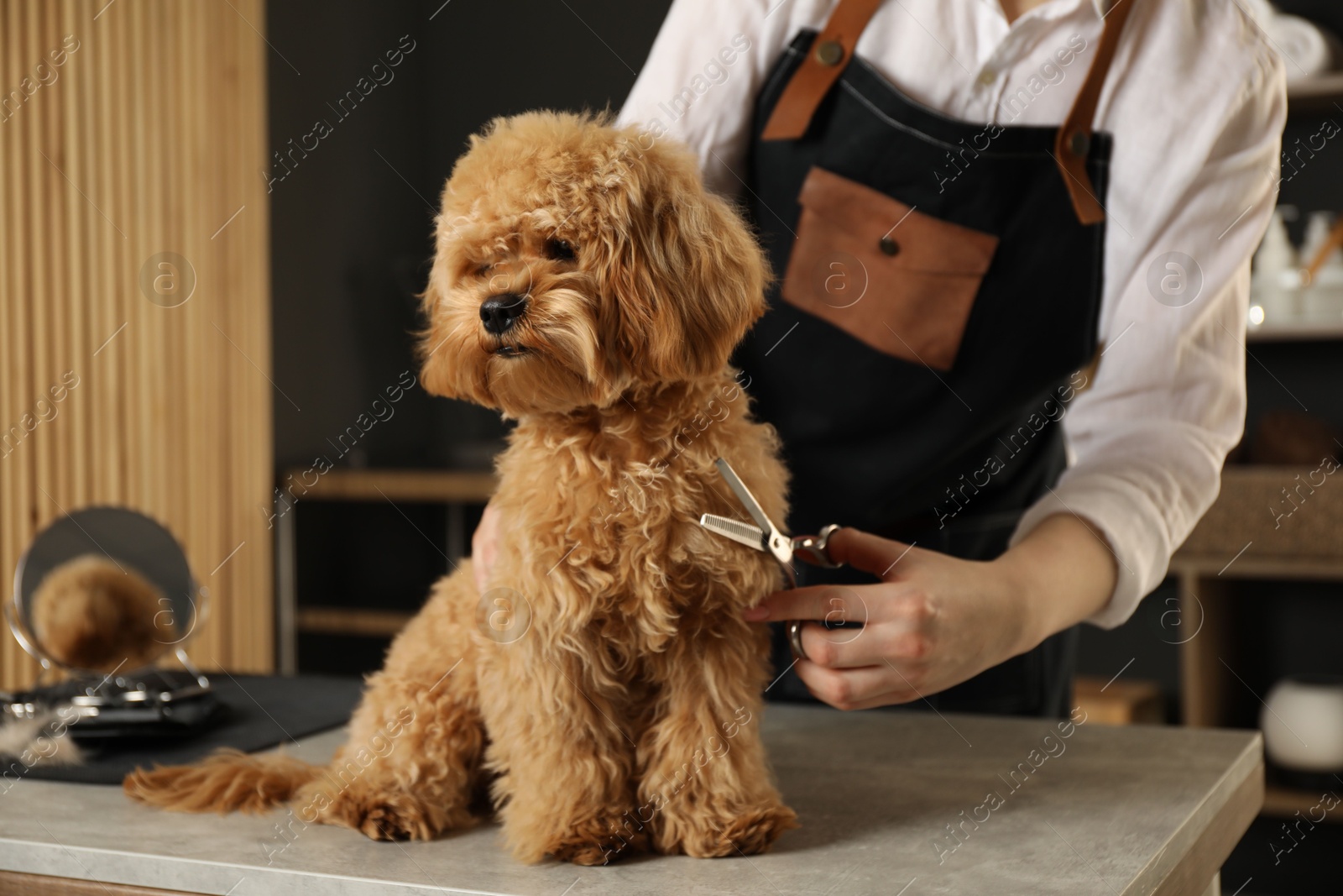 Photo of Groomer cutting cute dog's hair in salon, closeup