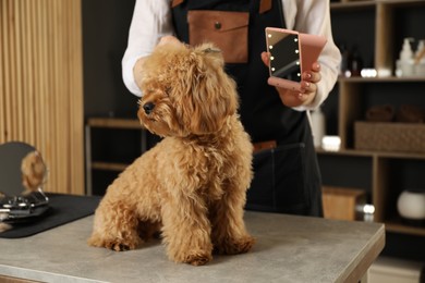 Photo of Groomer showing mirror to cute dog in salon, closeup