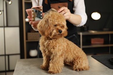 Photo of Groomer showing mirror to cute dog in salon, closeup