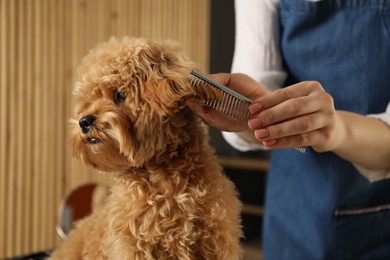 Photo of Groomer combing cute dog's hair in salon, closeup