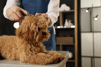 Photo of Groomer cutting cute dog's hair in salon, closeup. Space for text