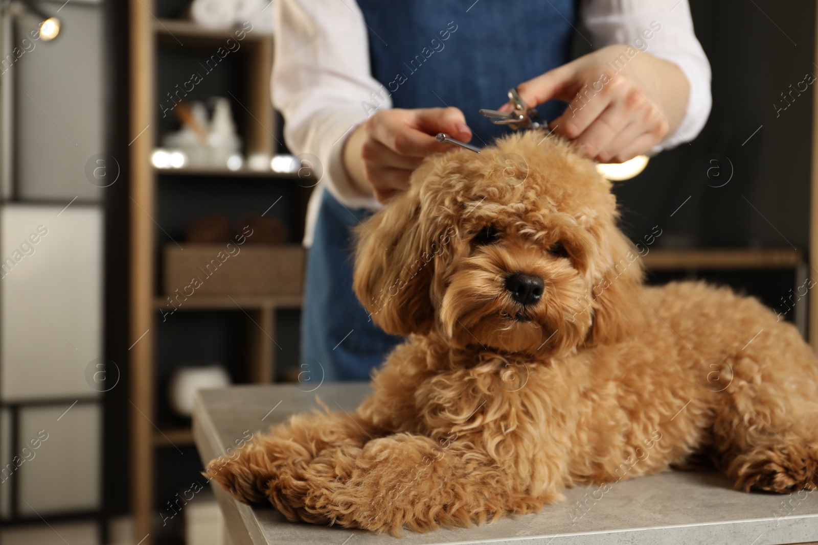 Photo of Groomer cutting cute dog's hair in salon, closeup